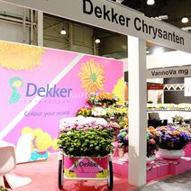 компания DEKKER CHRYSANTEN HOLLAND на выставке ЦВЕТЫ ЭКСПО в Москве (Россия)