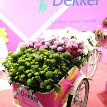 компания DEKKER CHRYSANTEN HOLLAND на выставке ЦВЕТЫ ЭКСПО в Москве (Россия)