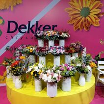 компания DEKKER CHRYSANTEN HOLLAND на выставке ЦВЕТЫ ЭКСПО в Москве (Россия)